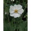 Kép 2/5 - Anemone x hybrida 'Honorine Jobert' – Szellőrózsa