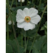 Kép 2/5 - Anemone × hybrida 'Honorine Jobert' - Fehér szellőrózsa