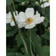 Kép 3/5 - Anemone × hybrida 'Honorine Jobert' - Fehér szellőrózsa