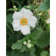 Kép 4/5 - Anemone × hybrida 'Honorine Jobert' - Fehér szellőrózsa