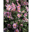 Kép 1/2 - Anemone × hybrida 'Serenade' - Hibrid rózsaszín szellőrózsa