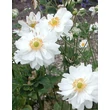Kép 1/2 - Anemone x hybrida 'Whirlwind' - Hibrid szellőrózsa