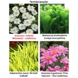 Kép 2/2 - Anemone x hybrida 'Whirlwind' - Hibrid szellőrózsa