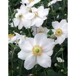 Kép 1/5 - Anemone x hybrida 'Andrea Atkinson' - Hibrid szellőrózsa