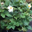Kép 2/3 - Anemone 'Little White Princess' - Erdei szellőrózsa