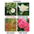 Kép 3/3 - Anemone 'Little White Princess' - Erdei szellőrózsa