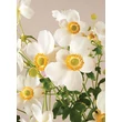 Kép 4/5 - Anemone 'Pretty Lady Maria' - Szellőrózsa