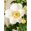 Kép 5/5 - Anemone 'Pretty Lady Maria' - Szellőrózsa