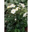 Kép 2/2 - Anemone hybrida 'Fantasy Snow Angel' – Szellőrózsa
