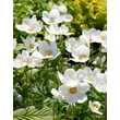 Kép 1/5 - Anemone sylvestris – Erdei szellőrózsa