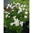 Kép 3/5 - Anemone sylvestris – Erdei szellőrózsa kiszerelés
