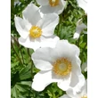 Kép 5/5 - Anemone sylvestris – Erdei szellőrózsa virág