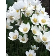 Kép 1/3 - Anemone sylvestris 'Madonna' - Hibrid fehér szellőrózsa