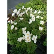 Kép 3/5 - Anemone sylvestris 'Snow White' - Erdei szellőrózsa