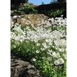 Kép 2/5 - Anemone sylvestris 'Snow White' - Erdei szellőrózsa