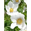 Kép 4/5 - Anemone sylvestris 'Snow White' - Erdei szellőrózsa