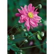 Kép 4/5 - Anemone x hybrida 'Bressingham Glow' – Hibrid szellőrózsa