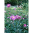 Kép 3/5 - Anemone x hybrida 'Bressingham Glow' – Hibrid szellőrózsa