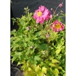 Kép 2/5 - Anemone x hybrida 'Bressingham Glow' – Hibrid szellőrózsa