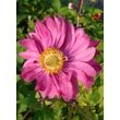 Kép 1/5 - Anemone x hybrida 'Bressingham Glow' – Hibrid szellőrózsa