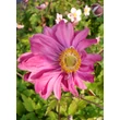 Kép 5/5 - Anemone x hybrida 'Bressingham Glow' – Hibrid szellőrózsa