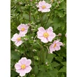 Kép 2/2 - Anemone x hybrida 'Mont-rose' – Hibrid szellőrózsa