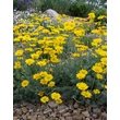Kép 1/3 - Anthemis hybrida (x) 'Dwarf Form' - Sárga pipitér