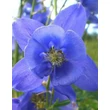 Kép 1/2 - Aquilegia alpina 'Navy Blue' - Havasi harangláb