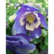 Kép 1/5 - Aquilegia flabellata 'Cameo Blue and White' - Japán harangláb (kék-fehér)