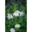 Kép 2/2 - Aquilegia 'Green Apples' – Harangláb