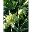 Kép 1/2 - Aquilegia 'Green Apples' – Harangláb