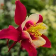 Kép 3/8 - Aquilegia 'Red Hobbit' – Harangláb