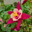 Kép 4/8 - Aquilegia 'Red Hobbit' – Harangláb