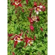 Kép 5/8 - Aquilegia 'Red Hobbit' – Harangláb
