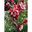 Kép 6/8 - Aquilegia 'Red Hobbit' – Harangláb