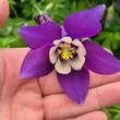 Kép 3/5 - Aquilegia 'Spring Magic Navy and White' - Harangláb (sötétkék-fehér)