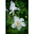 Kép 2/3 - Aquilegia 'Spring Magic White' - Harangláb
