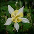 Kép 1/3 - Aquilegia 'Spring Magic Yellow' - Harangláb (vajsárga)