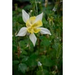 Kép 2/3 - Aquilegia 'Spring Magic Yellow' - Harangláb (vajsárga)