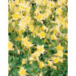 Kép 1/2 - Aquilegia 'Spring Magic Yellow' - Harangláb (vajsárga)