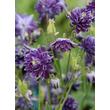 Kép 1/4 - Aquilegia vulgaris 'Christa Barlow' – Harangláb