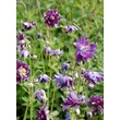 Kép 2/4 - Aquilegia vulgaris 'Christa Barlow' – Kerti harangláb