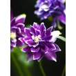 Kép 4/4 - Aquilegia vulgaris 'Christa Barlow' – Kerti harangláb