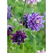 Kép 3/4 - Aquilegia vulgaris 'Christa Barlow' – Kerti harangláb