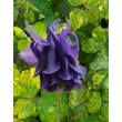 Kép 1/2 - Aquilegia vulgaris 'Leprenchaun Gold' – Kerti harangláb