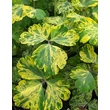 Kép 2/2 - Aquilegia vulgaris 'Leprenchaun Gold' – Kerti harangláb