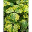 Kép 2/2 - Aquilegia vulgaris 'Leprenchaun Gold' – Harangláb