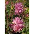 Kép 1/4 - Aquilegia vulgaris 'Rose Barlow' – Harangláb