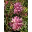 Kép 1/4 - Aquilegia vulgaris 'Rose Barlow' – Harangláb