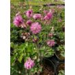 Aquilegia vulgaris 'Rose Barlow' – Harangláb